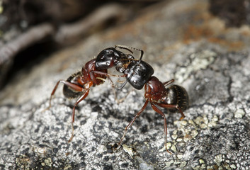 Carpenter ants (Camponotus herculeanus)