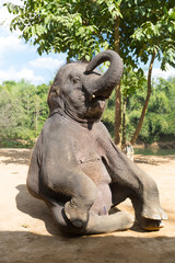 Naklejka premium Elefant sitting outdoor vertical shot