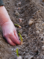 Planting of garlic cloves