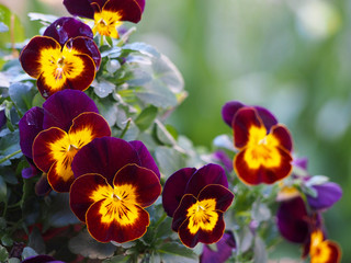 Fototapeta Pansy flowers in two colors obraz