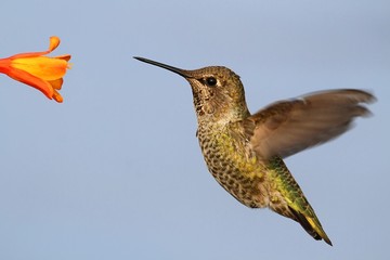 Annas Hummingbird (Calypte anna)
