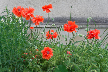Poppies against the wall