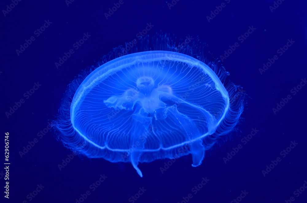 Wall mural underwater image of moon jellyfishes