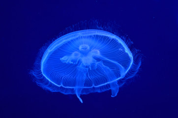 underwater image of moon jellyfishes