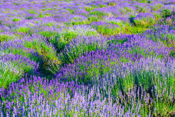 Lavender field in the summer