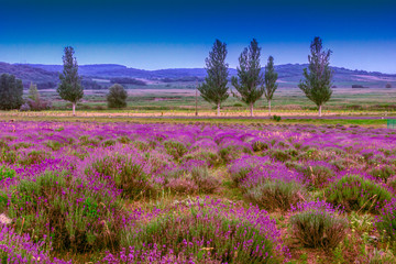 Lavender field in summer