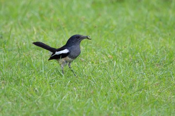 Fototapeta premium Magpie Robin