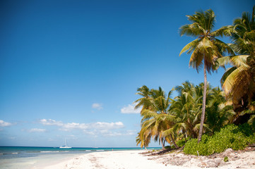 Obraz na płótnie Canvas Piękna biała plaża z tropikalnych palm, Saona, Karaibów
