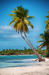Beautiful white beach with tropical palm trees, Saona, Caribbean - obrazy, fototapety, plakaty