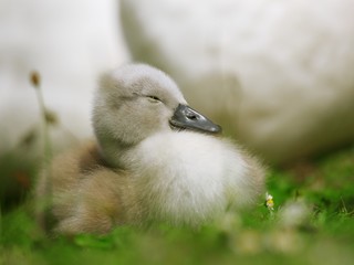 Little cute swan is chilling with mother