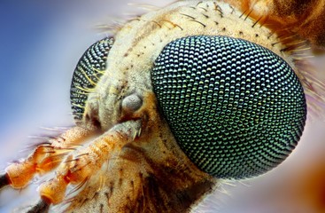 Extreme sharp and detailed closeup of Tipula crane head