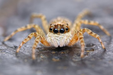 Little spanish jumping spider closeup