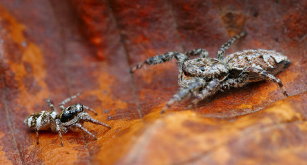 David and Goliath (different sized jumping spiders fighting)