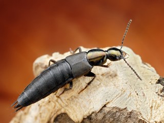 Sharp macro image of rove beetle with blurred background