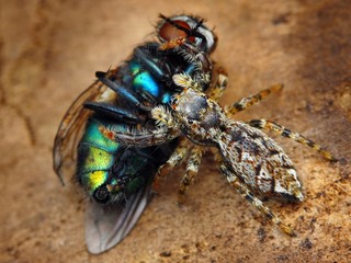 Marpissa muscosa jumping spider eating a fly © tomatito26