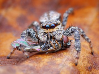 Marpissa muscosa jumping spider eating a fly