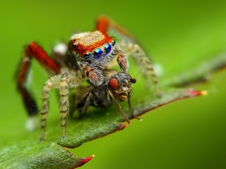 Saitis barbipes jumping spider eating a fly