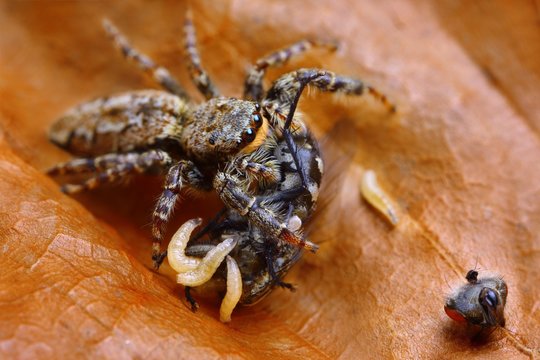 Marpissa muscosa jumping spider eating fly with maggots