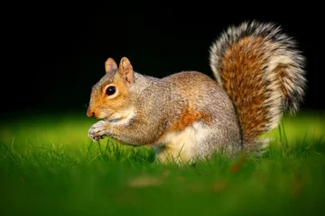 Foto op Canvas Grey squirrel in sunset © tomatito26