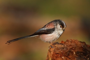 Long tailed tit