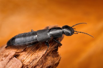 Sharp macro image of rove beetle with blurred background