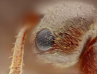 Extreme sharp and detailed study of formica ant head