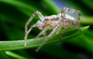 Closeup of spider in its natural environment