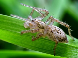 Closeup of spider in its natural environment