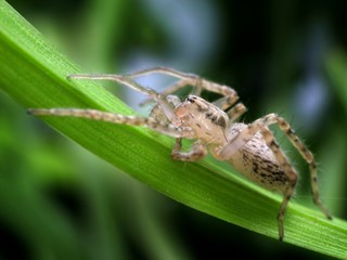Closeup of spider in its natural environment