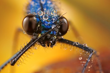 Closeup of damselfly with drops in its natural environment
