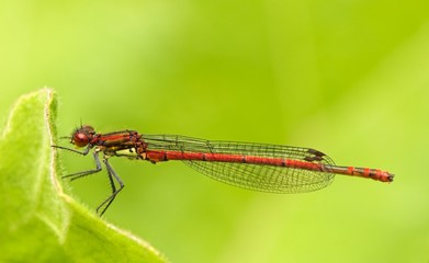 Closeup of damselfly in its natural environment