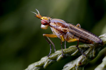 Closeup of fly in its natural environment