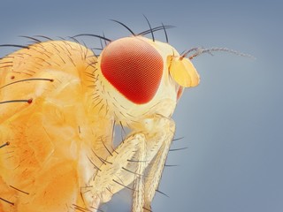 Extreme sharp and detailed macro portrait of small fly