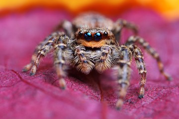 Closeup of Marpissa muscosa jumping spider on the leaf
