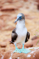 Blue footed booby
