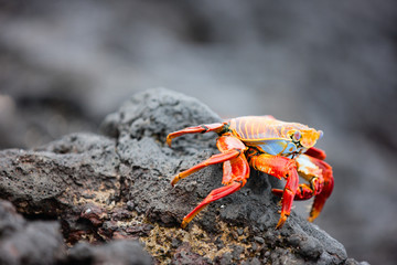 Sally lightfoot crab