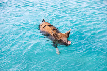 Obraz premium Swimming pig of Exuma