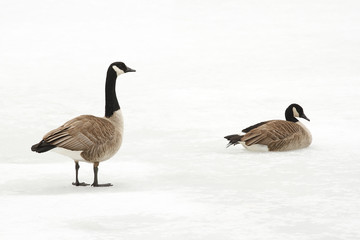 Canada Geese on a Frozen River