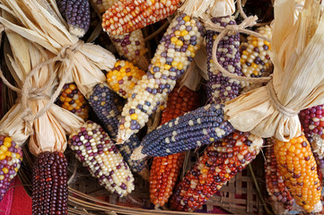 Colorful dried Indian Corn