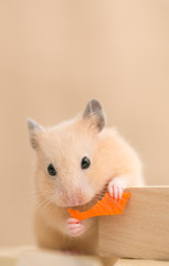 Fototapeta premium 人参を食べるキンクマハムスター