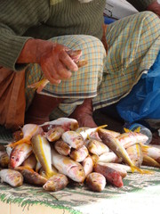 Matrah Mutrah - Souq Marché - Muscat Mascate - Oman