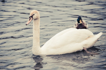 Noble swan