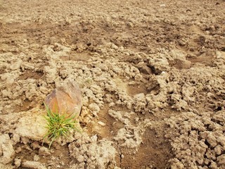 Dry ground of cracked and crushed clay with last tuft of grass