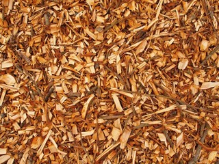 Fresh wet wood chip from alder tree, nature texture