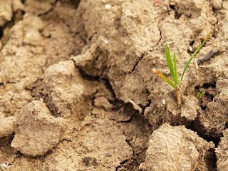 Dry ground of cracked and crushed clay with green tuft of grass