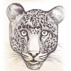 Detailed vector hand drawn portrait of leopard animal