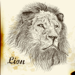 Hand drawn vector  portrait of lion in vintage style
