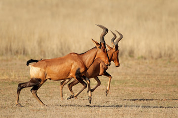 Running red hartebeest, Kalahari desert