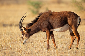 Sable antelope