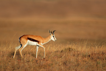 Springbok antelope in grassland